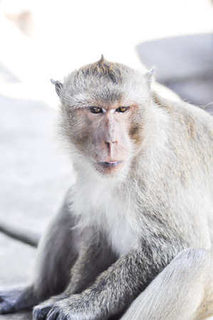 a  young monkeyの写真素材