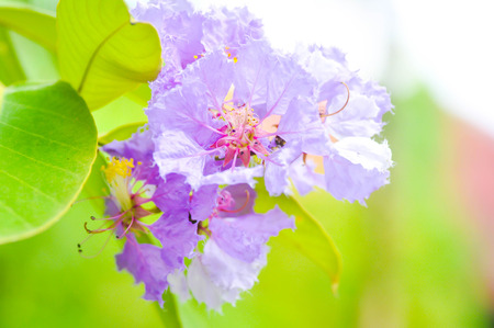 Nerium oleander, rose bay ,purple flower, flower in the gardenの写真素材