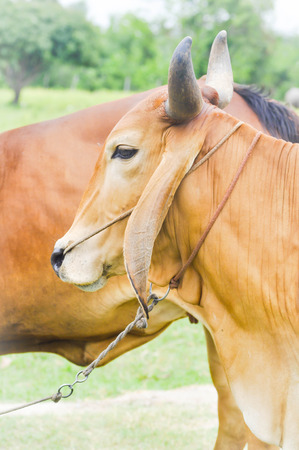 American Brahman Cow on the farmの写真素材