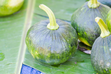 pumpkin or green pumpkin or small pumpkinの写真素材