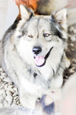 mongrel dog or siberian husky dogの写真素材