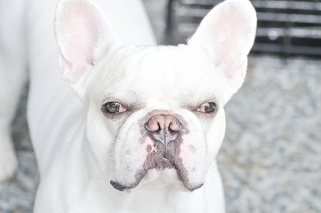 French bulldog on the floorの写真素材