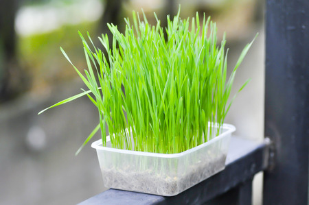 rice plant in the flower pot