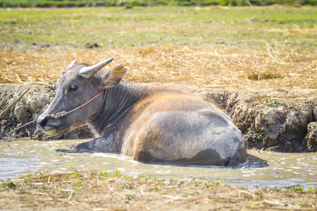 gray buffalo in the pondの写真素材