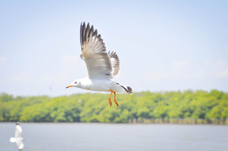 flying seagull near the waterの写真素材