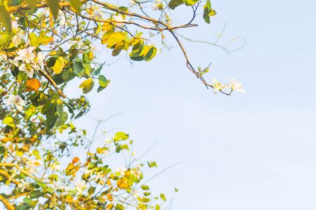 mountain ebony or bauhinia variegata flower and sky background