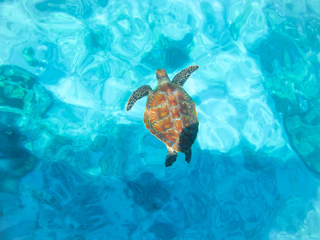 sea-turtle under  water   in blur backgroundの写真素材