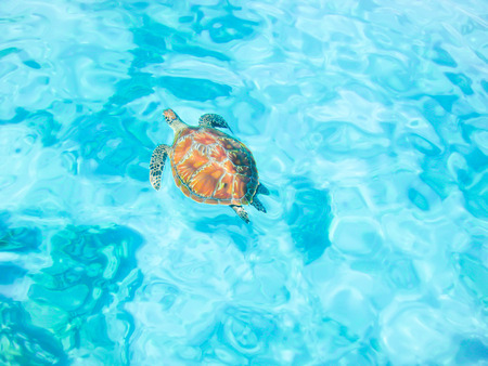 sea-turtle under  water   in blur backgroundの写真素材