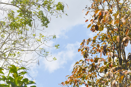 the trees and the sky background