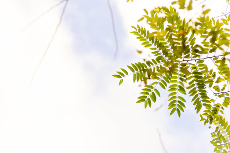 leaves ,cloud and sky background in soft focus