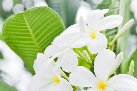 plumeria flower or pagoda tree in blur backgroundの写真素材