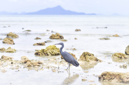 Pacific Reef Egret or Egretta sacra bird in the seaの写真素材