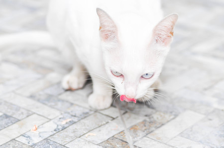 white cat's sticking the tongue outの写真素材
