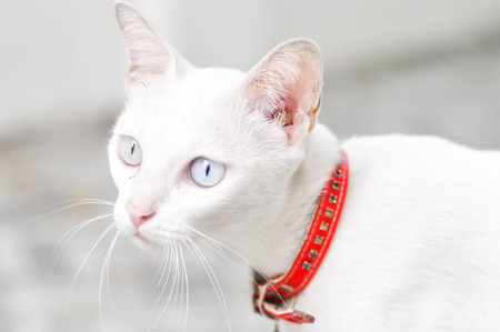 white cat's staring at the somethingの写真素材