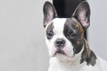 absent-minded French bulldog , French bulldogの写真素材