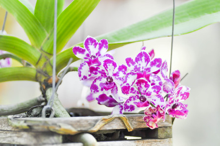 Rhynchostylis gigantea or orchid flower in the gardenの写真素材