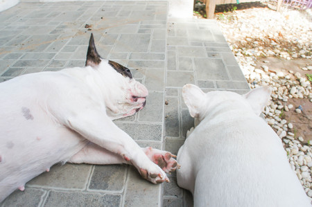 two sleeping dogs on the floor,French bulldogの写真素材