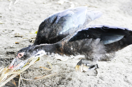 ducks are eating somme food on the farmの写真素材