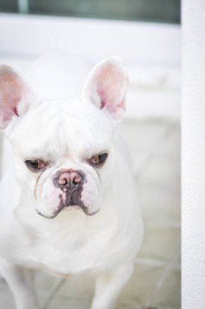 French bulldog is standing on the floorの写真素材
