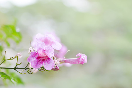 Zimbabwe creeper, Pink Trumpet or Trumpet (Podranea ricasoliana flower)の写真素材