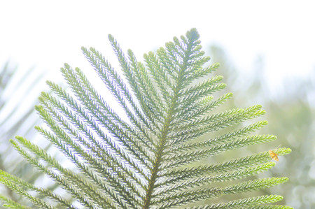 pine leaf or pine tree