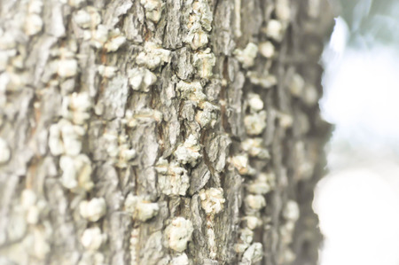 Tree bark texture or bark in blur background