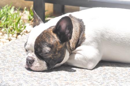 French bulldog or sleeping French bulldog on the floorの写真素材