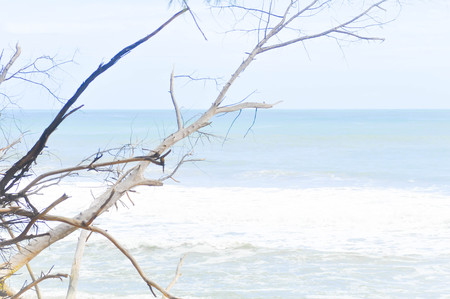 sea , sky and tree background