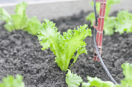 frillice iceberg or  lettuce in the vegetable garden