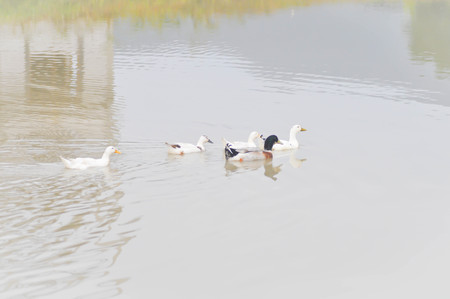 five ducks in the pond,duckの写真素材