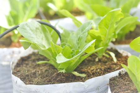 cos lettuce or lettuce in the vegetable garden