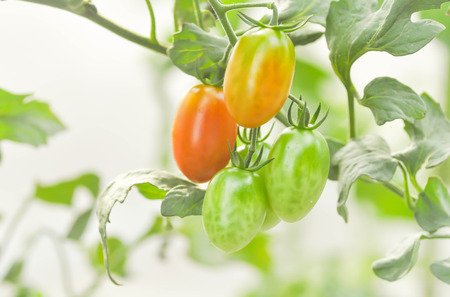fresh tomato plant in the vegetable gardenの写真素材