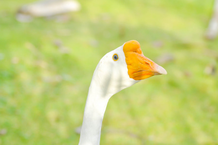 goose , Anser anser or anser cygnoidesの写真素材