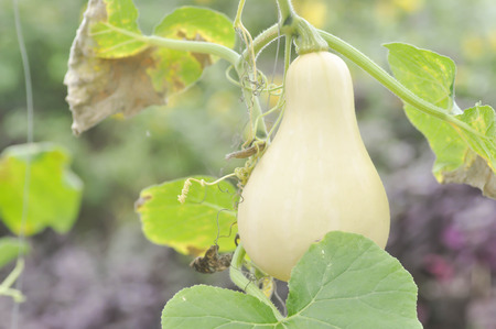 Butternut squash or  a pumpkin in vegetable gardenの写真素材