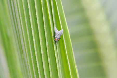 fly or bug on the green leafの写真素材