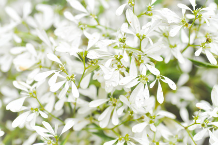 EUPHORBIACEAE ,   Euphorbia leucocephalaLotsy or White Christmas plant  in the gardenの写真素材
