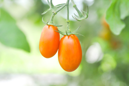 fresh tomato plant or cherry tomato  in the vegetable garden