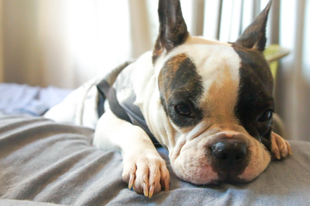 a French bulldog in the bedの写真素材