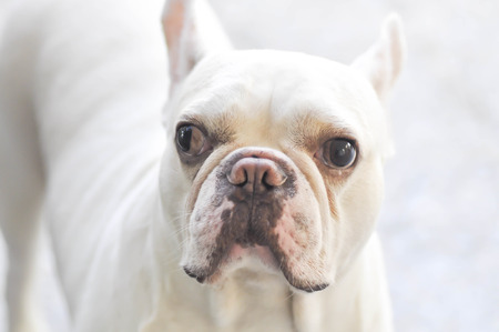 an absent minded French bulldog or white French bulldog near the doorの写真素材