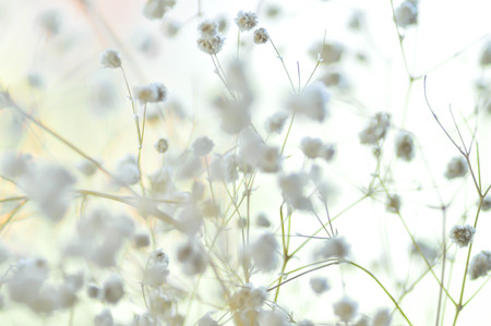 white gypsophila flower in blur backgroundの写真素材