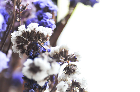 white and blue statice flower