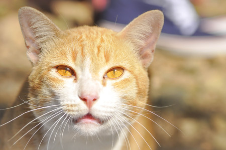 brown cat on the floor , snarl catの写真素材