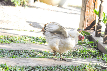 white chicken on the flor,blur background