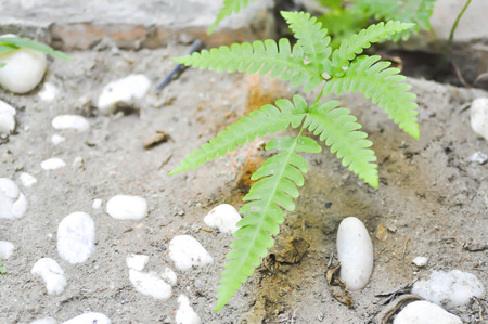 peperomia pellucida or fern plantの写真素材