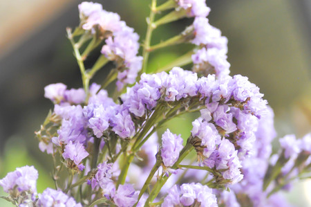 statice flower bouquet in the vase , statice flowerの写真素材
