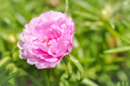 Common Purslane, Verdolaga or Pusley flowerの写真素材