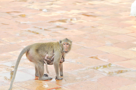 baby monkey and mother monkey or Long-tailed macaque monkey