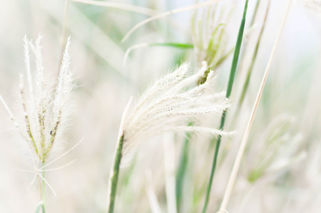 swallen fingergrass or finger grass plant in blur background