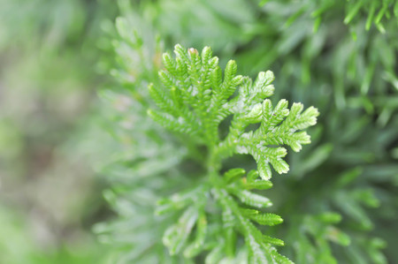 fern ,plant,peperomia pellucida