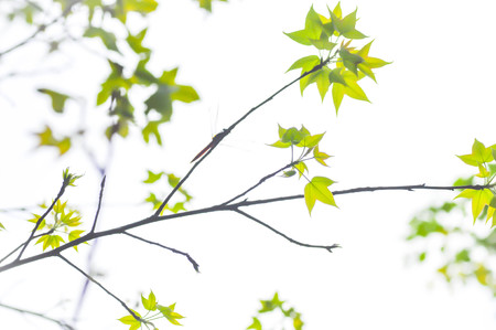 green leaf and sky in blur backgroundの写真素材